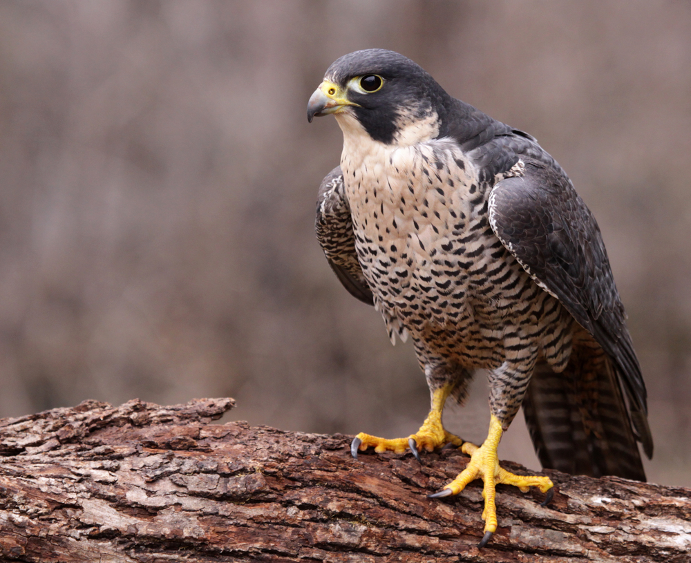 peregrin falcon photos