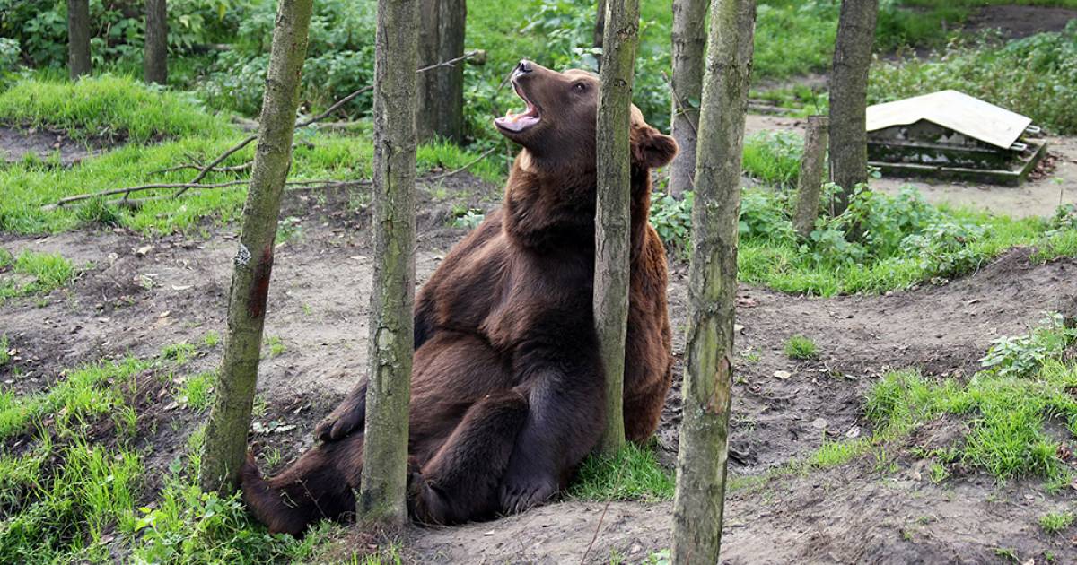 I Mean Actual Bears Bear Porn - Savage Love: Can a straight male call himself a bear? | Georgia Straight  Vancouver's News & Entertainment Weekly