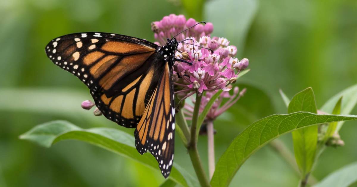 David Suzuki: A butterfly-friendly balm for turbulent times | Georgia ...