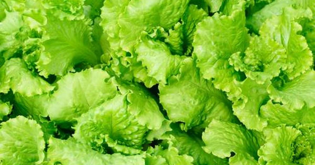 Dont Eat Romaine Lettuce Health Agency Warns Public In Ontario And 5518