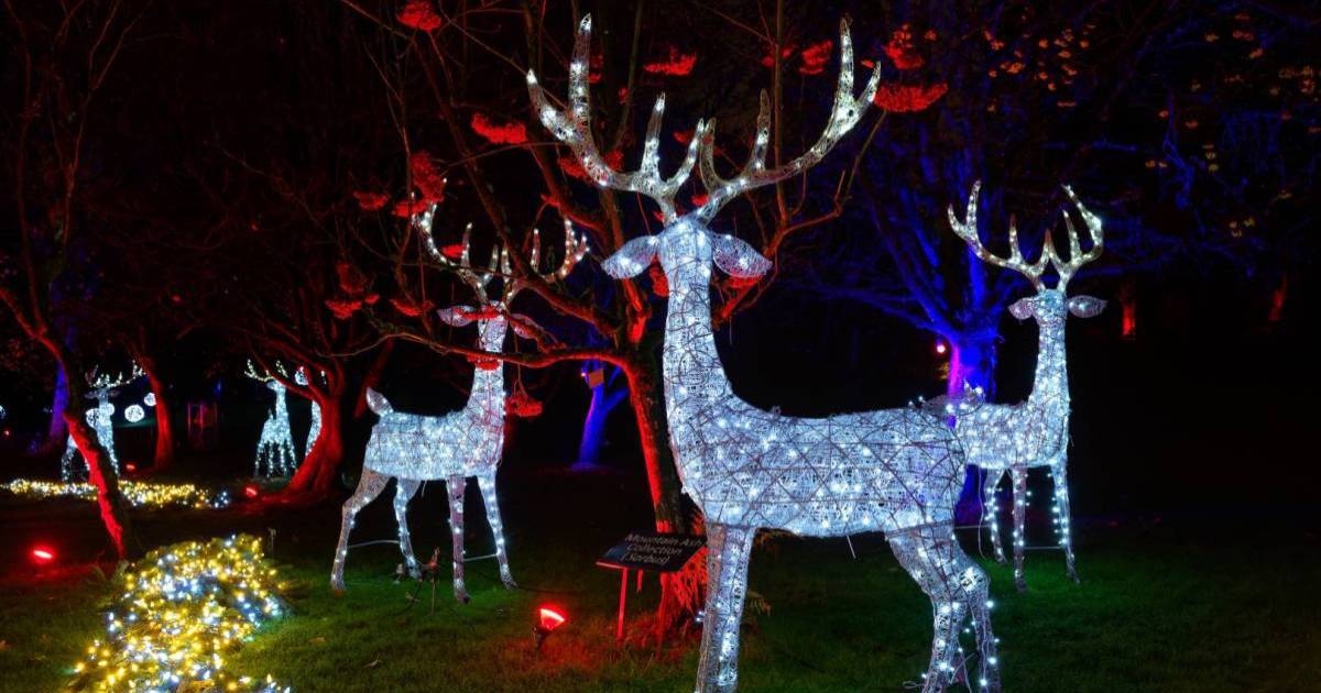 在大温哥华地区哪里可以看到圣诞灯光？