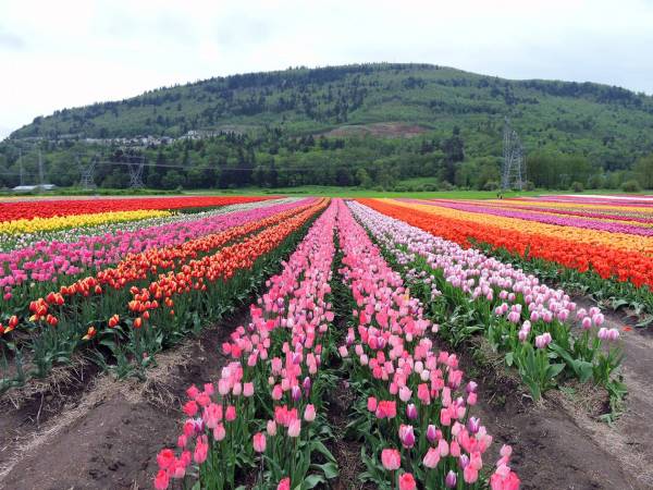 When is the Abbotsford Tulip Festival in BC back for 2024?
