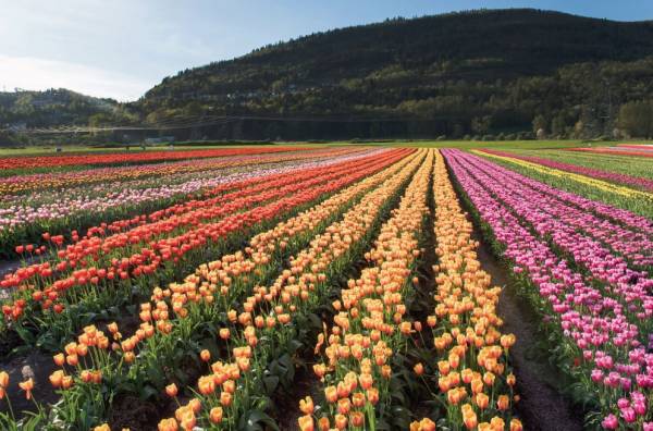 When is the Abbotsford Tulip Festival in BC back for 2024?
