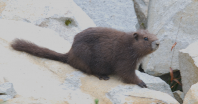 Test - Punto – Plateau Marmots